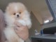 Magnifique Chiots spitz mâle et femelle