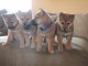 Adorable chiots SHIH TZU