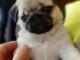 bouledogue francais disponible contre de bons soins