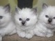 A Donner magnifique Chatons sacré de birmanie