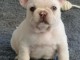 Chiots bouledogue français Loulou
