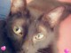  donne chat Princesse 