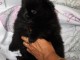Spécialisé dans le SPITZ POMERANIAN type NOUNOURS nous vous propo