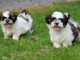 Chiots shih-tzu a donner 