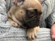 mignons chiots bouledogue français
