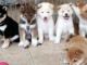 Shiba Inu de pure beauté   