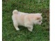 Chiots shiba inu femelle a ceder