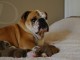 Magnifiques Chiots Bulldog Anglais