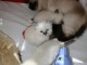 MAGNIFIQUE CHATON SACRE DE BIRMANIE 