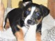 Magnifique  chiot Beagle à donner