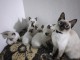 Magnifiques  Chatons  Siamois typer Taï Pure Race