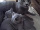  Sublimes chatons Bleu Russe déjà sevrés