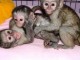 Magnifiques Jeunes Singes Capucins Pure Race Pedigree déjà sevrés