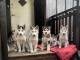 A donner magnifique chiot husky siberian femelle