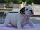 Donnes chiot bulldog anglais femelle et mâle vaccinée