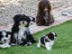  Superbes Chiots Bichon Havanais Pure Race