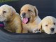 Chiots labradors lof a donner