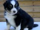 Chiots bergers australiens  à réserver 
