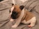 Chiots bouledogue français femelle & mâle