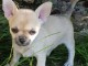 Chiot chihuahua femelle/mâle à placer