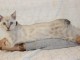Je donne chatons bengal disponible de suite