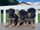 chiot berger allemand a donner