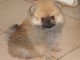 Adopté chiot spitz allemand femelle