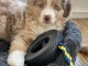 Berger Australien pour vendre Berger Australien 