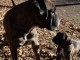   Magnifiques Chiots Boxer Pure Race