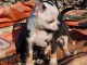 Chiot chihuahua femelle à céder