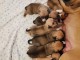 chiot American staffordshire terrier