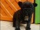 A donner chiots bouledogue français