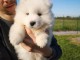 Chiots samoyede pedigré a donner
