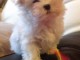 A donner chiot type bichon maltais femelle