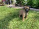 Magnifiques Chiots malinois à donner