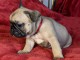 Chiot Bouledogue Français lof a donner