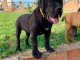 Boerboël Africain chiots