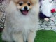 Spitz de Poméranie chiot
