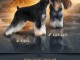 Schnauzer nain chiots