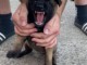 Berger Belge chiots à vendre