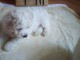 Bichon Frisé chiots à vendre