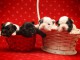 Bulldog français chiots