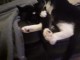 Des jolies chatons sont disponible à donner 