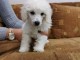 Caniche chiots à vendre