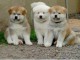 Magnifique et adorable chiot recherche famille d