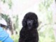 Caniche nain chiot a vendre