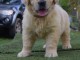 chiots golden retriever a donner
