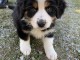 chiots Berger Australien disponibles