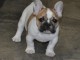 Je donnes chiot bouledogue français femelle