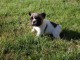 Chiot bouledogue français femelle